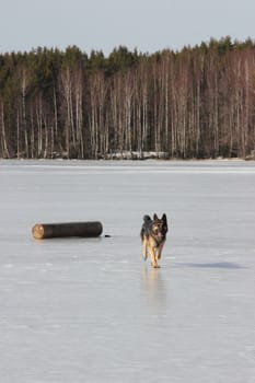 beautiful young Alsatian dog on the frozen lake