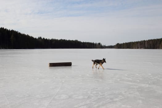 beautiful young Alsatian dog on the frozen lake