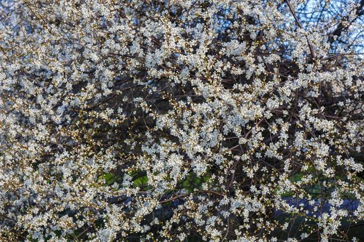 White cherry blossom in spring