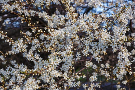 White cherry blossom in spring