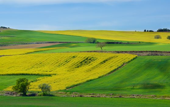 Portuguese Rustic Landscape with Green Grass and Yellow Flowers Fields and Olive Trees on Blue Sky Horizon in Sunny Day Outdoors 