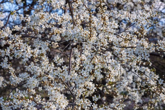 White cherry blossom in spring