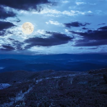 high wild grass and purple flowers at the top of the mountain at night in full moon light