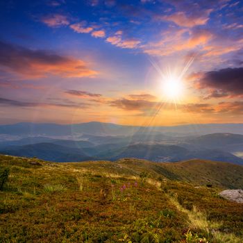 high wild grass and purple flowers at the top of the mountain  at sunset