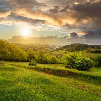 mountain summer landscape. pine trees near meadow and forest on hillside under  sky with clouds at sunset