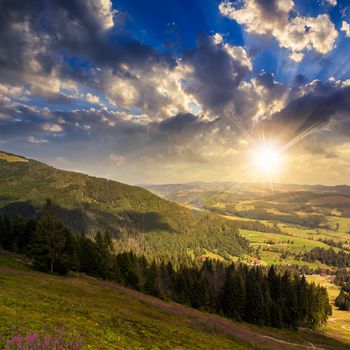 purple flowers on slope of mountain range with coniferous forest and village at sunset