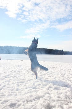 East European Shepherd in a jump in the lake in winter