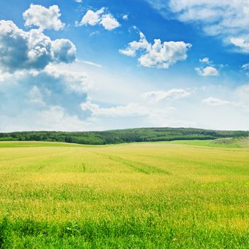 green wheat field and blue cloudy sky