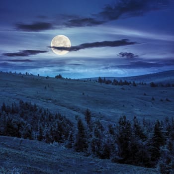 mountain summer landscape. pine trees near meadow and forest on hillside under  sky with clouds at night in full moon light