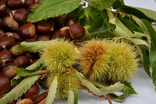 Chestnut blur fruits with leawes .