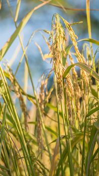 close up of yellow green rice field