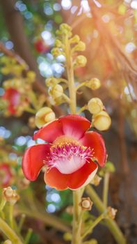flower from the unusual cannonball tree (Couroupita guianensis)