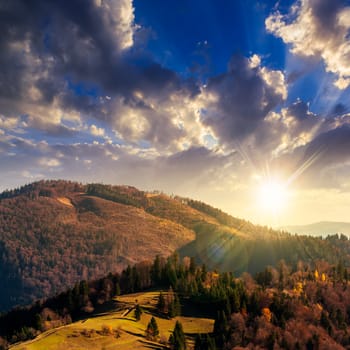 mountain summer landscape. pine trees near meadow and forest on hillside at sunset