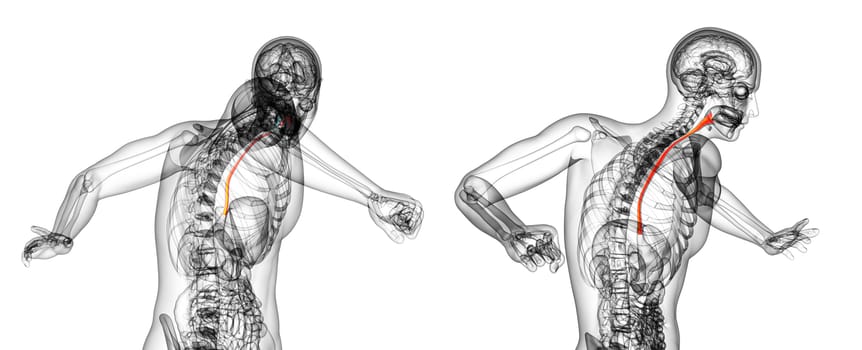 3d rendering illustration of the esophagus 