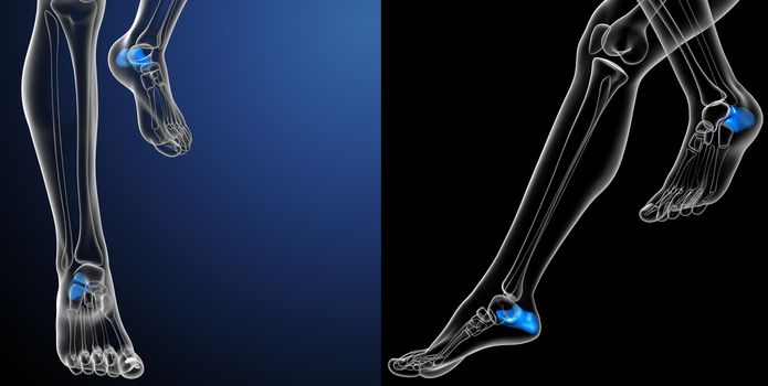 3d rendering medical illustration of the calcaneus