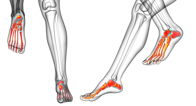 3d rendering medical illustration of the feet bone 
