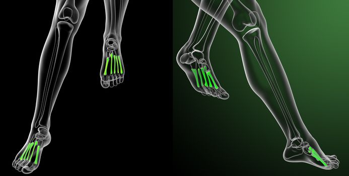 3d rendering medical illustration of the metatarsal bones 
