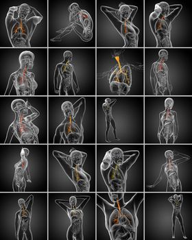 3d rendering medical illustration of the male bronchi 