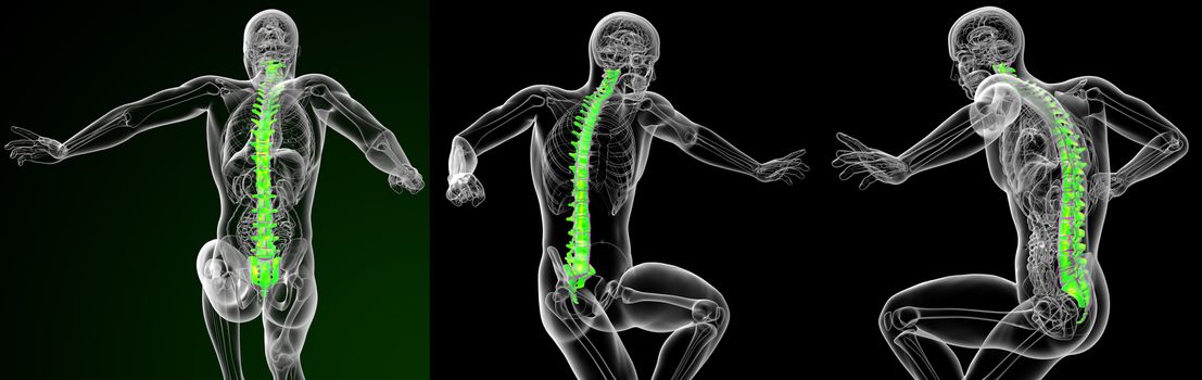 3d rendering medical illustration of the human spine 