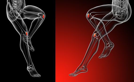 3d rendering medical illustration of the patella bone 