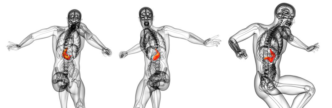 3d rendering medical illustration of the stomach 