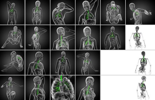 3d rendering  medical illustration of the male bronchi 