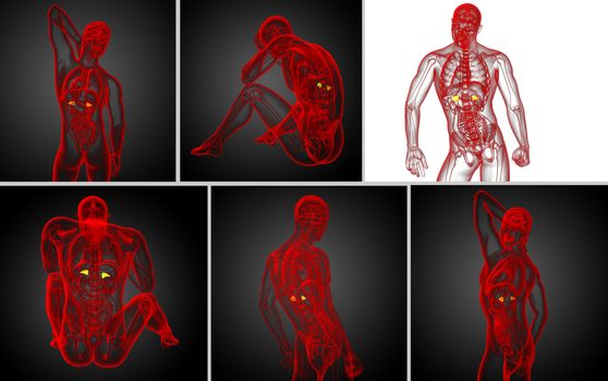 3d rendering medical illustration of the spleen 