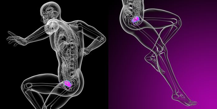 3d rendering medical illustration of the bladder