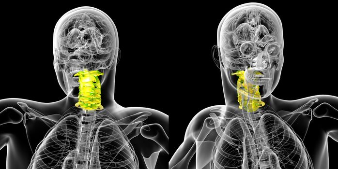 3d rendering medical illustration of the cervical spine 