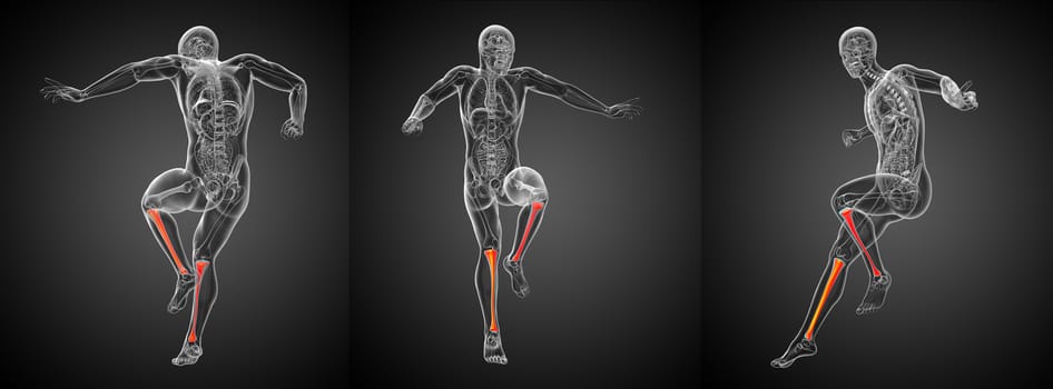 3d rendering medical illustration of the tibia bone