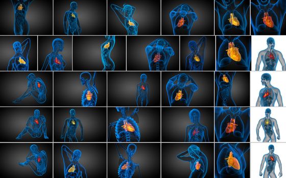 3d rendering  medical illustration of a human heart 