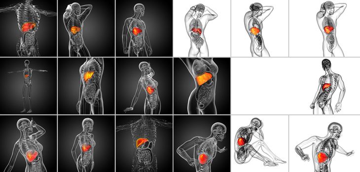 3d rendering medical illustration of the liver 