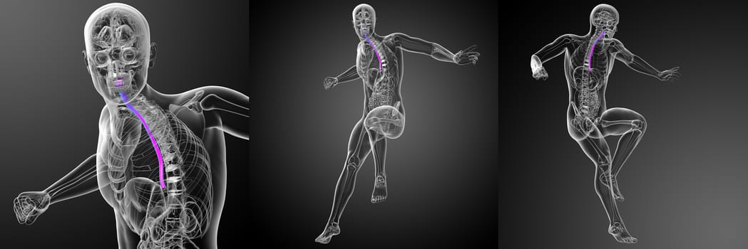 3d rendering medical illustration of the esophagus 