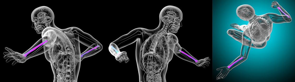 3d rendering medical illustration of the radius bone