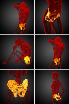 3d rendering  medical illustration of the pelvis bone