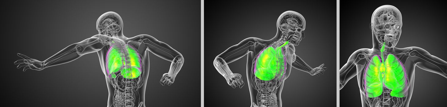 3d rendering  illustration of the male respiratort system 