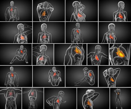 3d rendering medical illustration of a human heart 