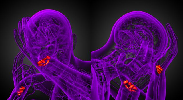 3d rendering illustration of the human carpal bones