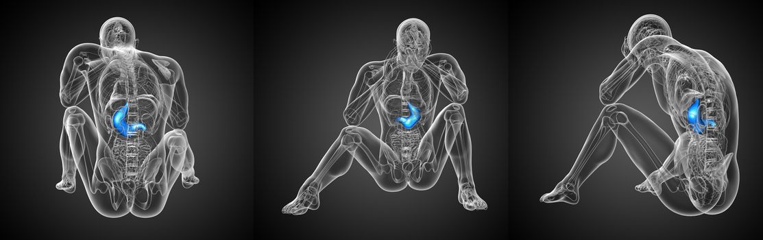 3d rendering medical illustration of the stomach 