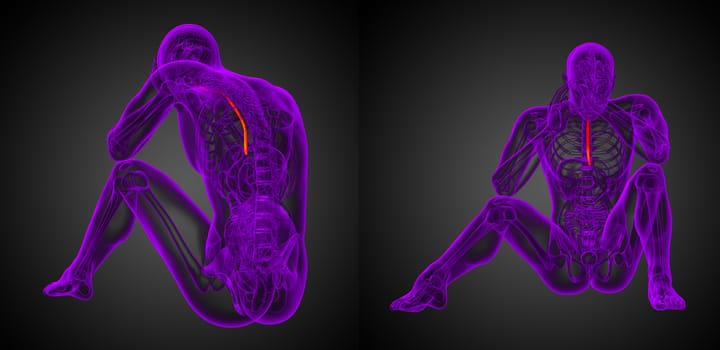 3d rendering medical illustration of the esophagus