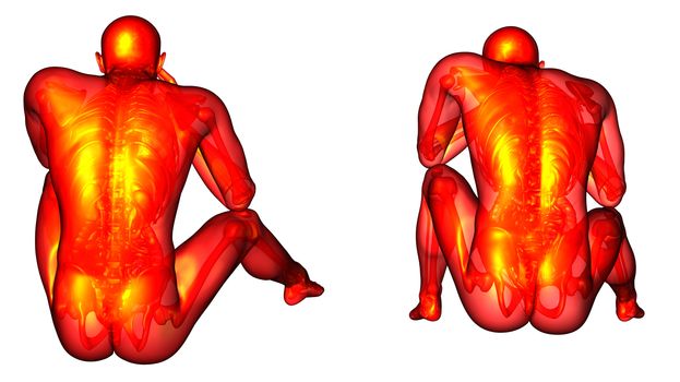 3d rendering medical illustration of the human anatomy