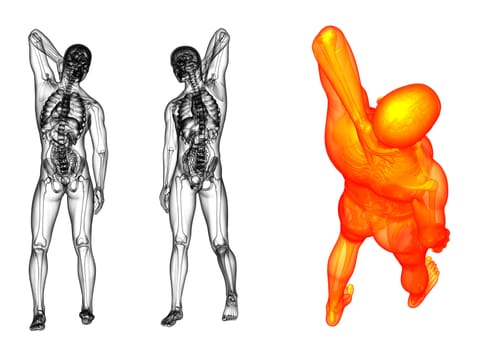 3D rendering medical illustration of the human 