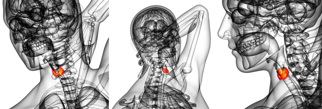 3d rendering illustration of the  thyroid gland