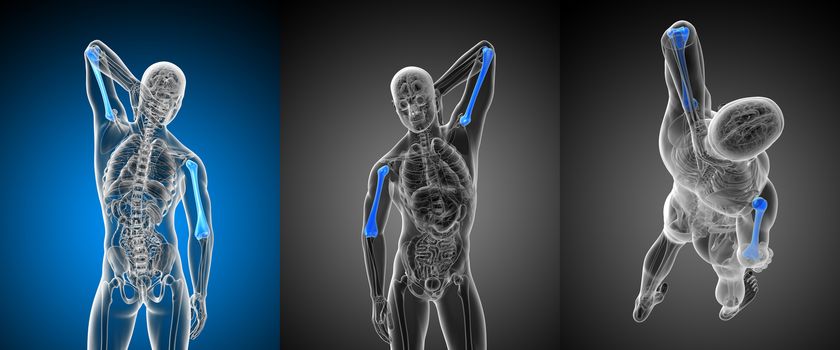 3d rendering medical illustration of the humerus bone