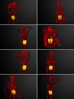 3d rendering illustration of the small intestine 