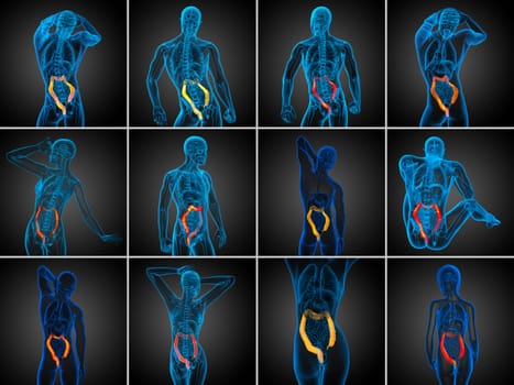 3d rendering human digestive system large intestine