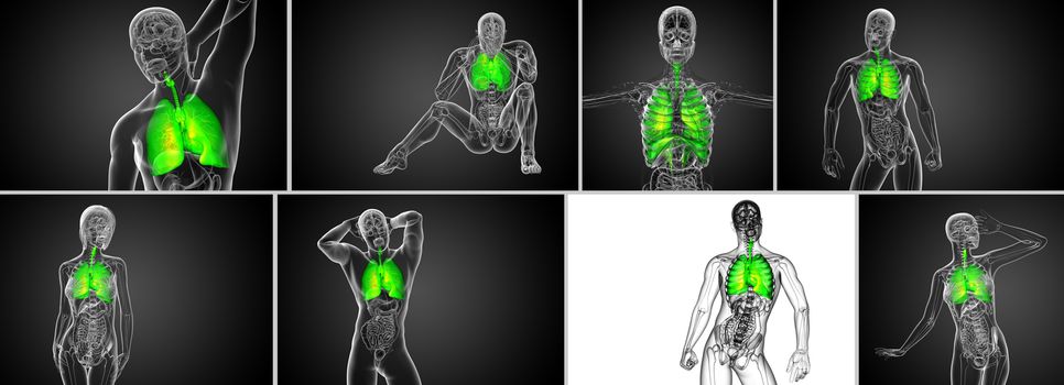 3d rendering  illustration of the respiratort system 