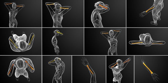 3d rendering medical illustration of the radius bone