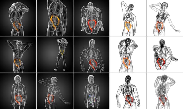 3d rendering human digestive system large intestine 