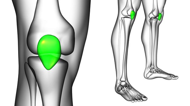 3d rendering medical illustration of the patella bone